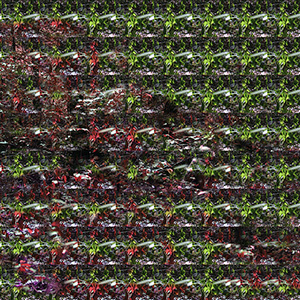 WALDLOOP 6.2