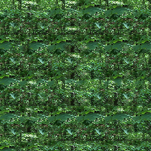 WALDLOOP 6.7